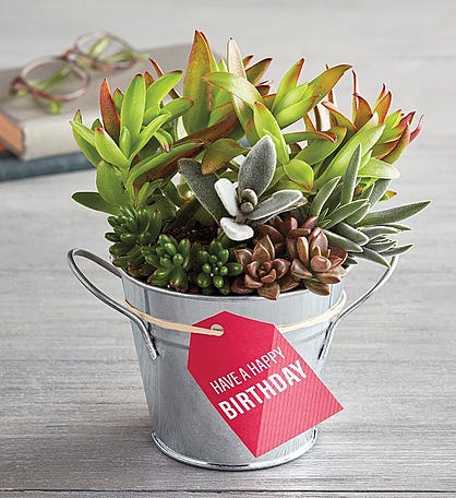 "Have a Happy Birthday" Succulent Gift